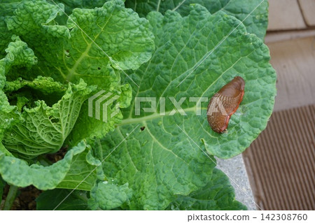 the background image of the green leaves 142308760