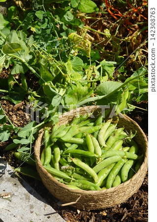 the background image of the green leaves 142308763