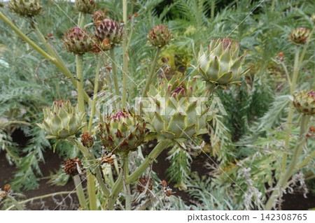the background image of the green leaves 142308765
