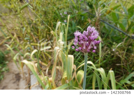 the background image of the green leaves the background image of the green leaves 142308766