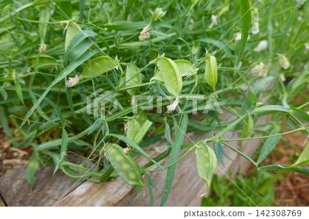 the background image of the green leaves the background image of the green leaves 142308769