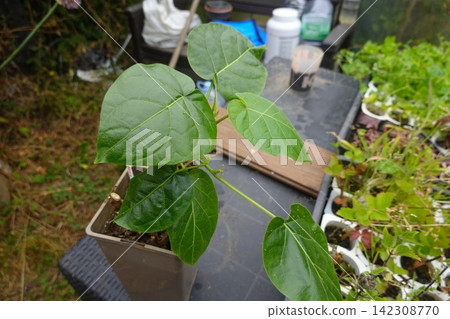 the background image of the green leaves the background image of the green leaves 142308770