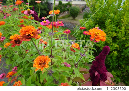 Zinnia flowers blooming in a vibrant garden Zinnia flowers blooming in a vibrant garden 142308800