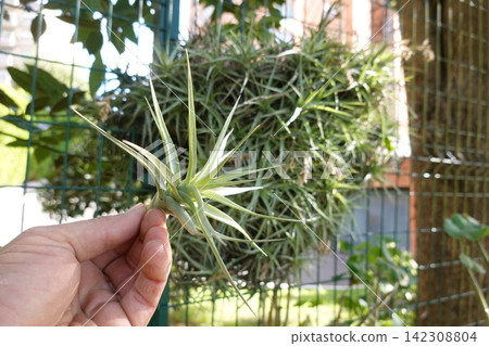 Hand holding a small green tillandsia air plant seedling, showing fresh growth with a mature plant background Hand holding a small green tillandsia air plant seedling, showing fresh growth with a mature plant background 142308804