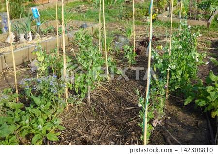 Growing peas and vegetables in ecological garden plot Growing peas and vegetables in ecological garden plot 142308810