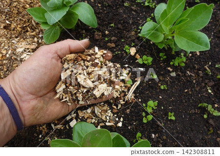 Hand holding wood chip mulch in garden Hand holding wood chip mulch in garden 142308811
