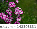 Close-up of pink and white SuperVista petunia flowers in bloom 142308831