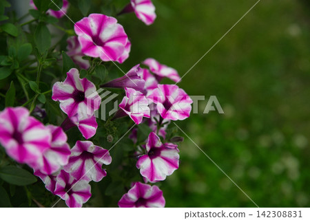 Close-up of pink and white SuperVista petunia flowers in bloom Close-up of pink and white SuperVista petunia flowers in bloom 142308831