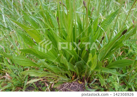 Ribwort plantain plant blooming in green grass Ribwort plantain plant blooming in green grass 142308926