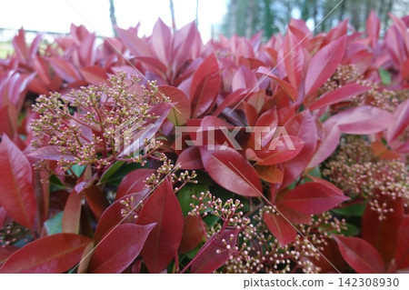 Photinia red robin shrub showing red leaves and flower buds Photinia red robin shrub showing red leaves and flower buds 142308930