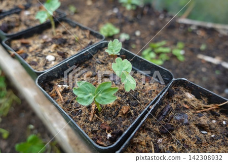 Young plant seedlings growing in small plastic pots Young plant seedlings growing in small plastic pots 142308932