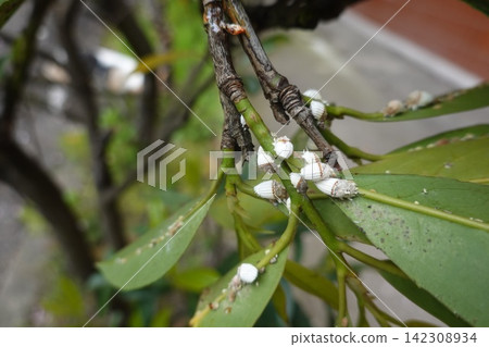 Cottony cushion scale infestation attacking green plant leaves Cottony cushion scale infestation attacking green plant leaves 142308934
