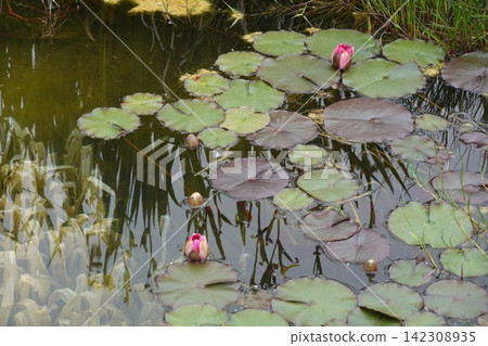 Water lilies growing in pond with reflections 142308935