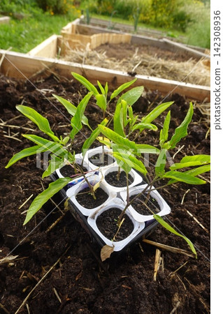 Pepino melon seedlings growing in a seed tray Pepino melon seedlings growing in a seed tray 142308936