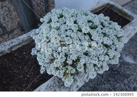 Sweet alyssum flowers, lobularia maritima, blooming in a rustic stone planter, creating a beautiful white floral display Sweet alyssum flowers, lobularia maritima, blooming in a rustic stone planter, creating a beautiful white floral display 142308995