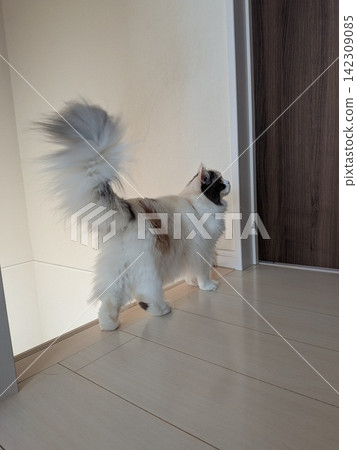 A cat with its tail held high 142309085