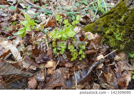 Wild blueberry plant growing on forest floor Wild blueberry plant growing on forest floor 142309090