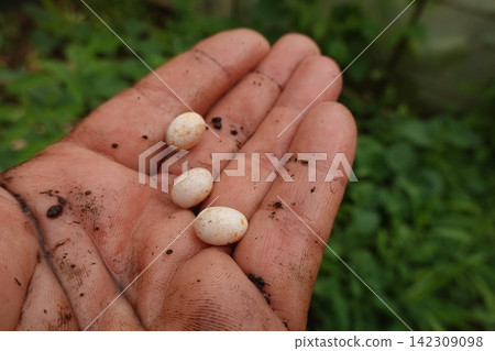 Dirty hand holding three lizard eggs Dirty hand holding three lizard eggs 142309098