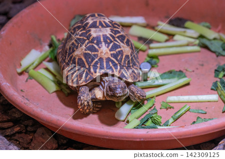 Indian star tortoise with star-shaped markings 142309125