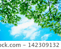 Blue maple that shines in the blue sky 142309132