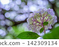Hydrangea illuminated by light 142309134