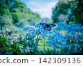 Agapanthus and swallowtail butterfly 142309136