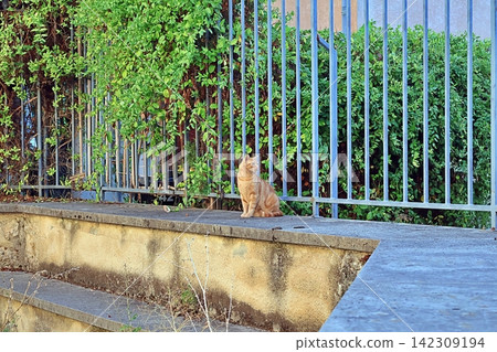 Ginger Cat on Concrete Ledge. Ginger Cat on Concrete Ledge. 142309194