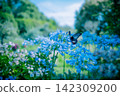Agapanthus and swallowtail butterfly 142309200