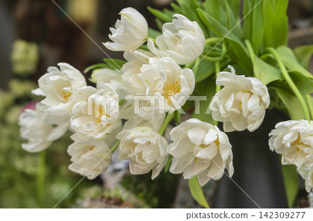 White double-flowered tulips displayed in front of a flower shop. White double-flowered tulips displayed in front of a flower shop. 142309277