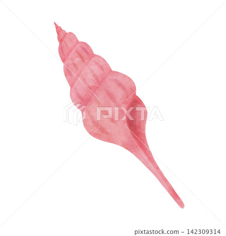 A watercolor-style illustration of a pink seashell. A watercolor-style illustration of a pink seashell. 142309314