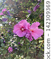 Macro shot of a pink hibiscus flower center 142309369