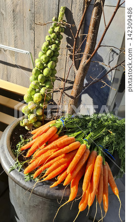 Freshly harvested Brussels sprouts and orange carrots with green tops in a pot illustrate a seasonal autumn harvest. Freshly harvested Brussels sprouts and orange carrots with green tops in a pot illustrate a seasonal autumn harvest. 142309486