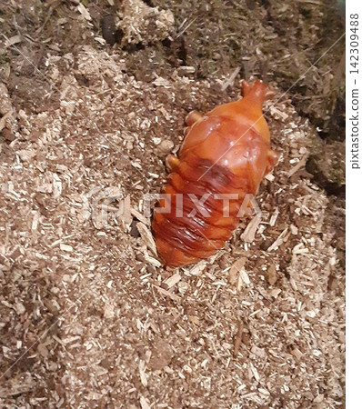 Beetle pupa (female, before emergence) Beetle pupa (female, before emergence) 142309488