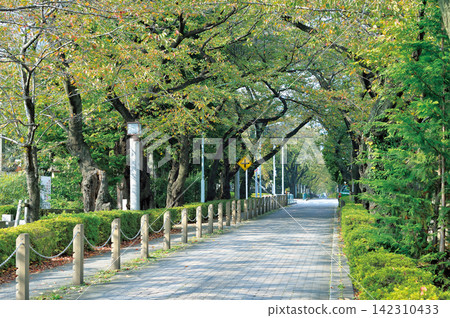 青山墓園 / 東京港區 青山墓園 / 東京港區 142310433