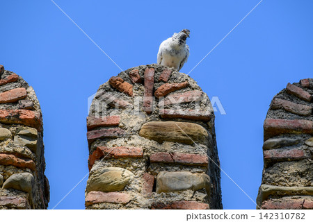 A solitary white pigeon perched atop an ancient stone structure, symbolizing peace and tranquility amidst historical architecture A solitary white pigeon perched atop an ancient stone structure, symbolizing peace and tranquility amidst historical architecture 142310782