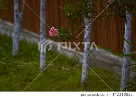 A delicate pink oleander flower emerging from green foliage against a wooden fence background A delicate pink oleander flower emerging from green foliage against a wooden fence background 142310822