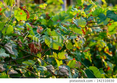 A close-up naturalistic vineyard or garden shot in late afternoon sunlight, featuring a dense cluster of grape leaves filled with green hues and signs of seasonal change A close-up naturalistic vineyard or garden shot in late afternoon sunlight, featuring a dense cluster of grape leaves filled with green hues and signs of seasonal change 142310830