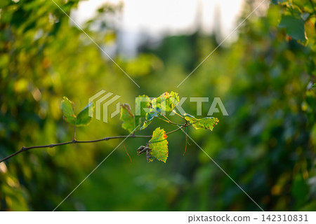 A close-up vine branch with vibrant, textured leaves in a lush vineyard setting A close-up vine branch with vibrant, textured leaves in a lush vineyard setting 142310831