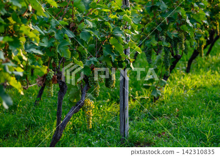A serene row of grapevines in a vineyard, with clusters of green grapes on the vines A serene row of grapevines in a vineyard, with clusters of green grapes on the vines 142310835