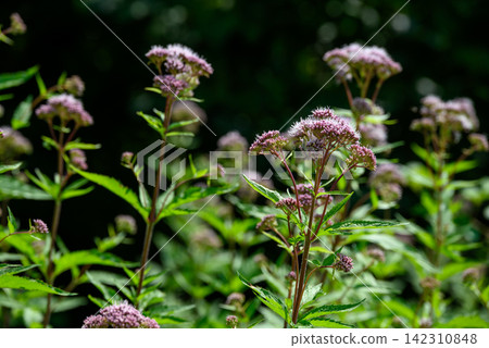 A serene, close-up photograph featuring a dense cluster of purple flowers in a natural landscape A serene, close-up photograph featuring a dense cluster of purple flowers in a natural landscape 142310848