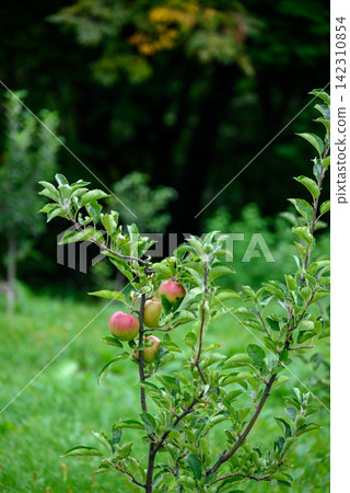 A small, leafy apple tree branch with three ripe apples hanging from it against a softly blurred background of a lush green forest A small, leafy apple tree branch with three ripe apples hanging from it against a softly blurred background of a lush green forest 142310854