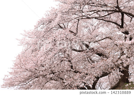 Fluffy cherry tree Fluffy cherry tree 142310889