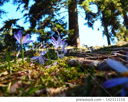 Crocus, genus of seasonal flowering plants in family Iridaceae iris. Saffron crocus sativus. Snow crocus. Naked boys or Naked ladies. Dutch or Common crocus. Forest spring flowers on Zlatibor, Serbia. Crocus, genus of seasonal flowering plants in family Iridaceae iris. Saffron crocus sativus. Snow crocus. Naked boys or Naked ladies. Dutch or Common crocus. Forest spring flowers on Zlatibor, Serbia. 142311158