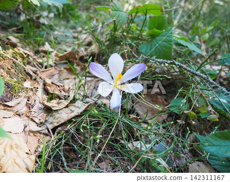 Crocus, genus of seasonal flowering plants in family Iridaceae iris. Saffron crocus sativus. Snow crocus. Naked boys or Naked ladies. Dutch or Common crocus. Forest spring flowers on Zlatibor, Serbia. 142311167