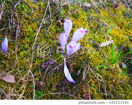 Crocus, genus of seasonal flowering plants in family Iridaceae iris. Saffron crocus sativus. Snow crocus. Naked boys or Naked ladies. Dutch or Common crocus. Forest spring flowers on Zlatibor, Serbia. 142311191