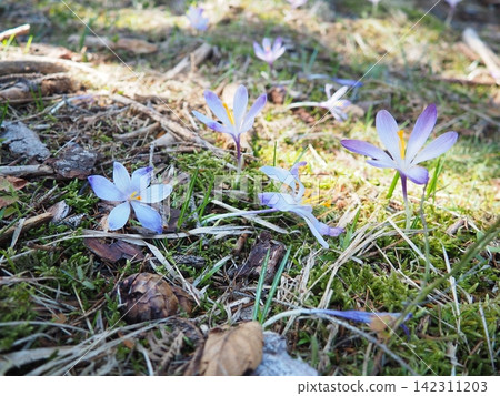 Crocus, genus of seasonal flowering plants in family Iridaceae iris. Saffron crocus sativus. Snow crocus. Naked boys or Naked ladies. Dutch or Common crocus. Forest spring flowers on Zlatibor, Serbia. 142311203