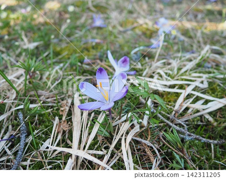 Crocus, genus of seasonal flowering plants in family Iridaceae iris. Saffron crocus sativus. Snow crocus. Naked boys or Naked ladies. Dutch or Common crocus. Forest spring flowers on Zlatibor, Serbia. Crocus, genus of seasonal flowering plants in family Iridaceae iris. Saffron crocus sativus. Snow crocus. Naked boys or Naked ladies. Dutch or Common crocus. Forest spring flowers on Zlatibor, Serbia. 142311205
