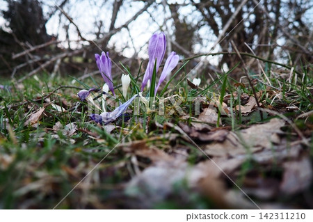 Crocus, genus of seasonal flowering plants in family Iridaceae iris. Saffron crocus sativus. Snow crocus. Naked boys or Naked ladies. Dutch or Common crocus. Forest spring flowers on Zlatibor, Serbia. Crocus, genus of seasonal flowering plants in family Iridaceae iris. Saffron crocus sativus. Snow crocus. Naked boys or Naked ladies. Dutch or Common crocus. Forest spring flowers on Zlatibor, Serbia. 142311210