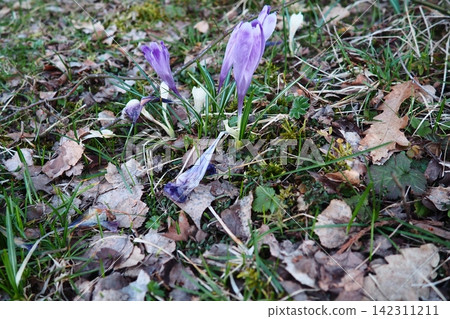 Crocus, genus of seasonal flowering plants in family Iridaceae iris. Saffron crocus sativus. Snow crocus. Naked boys or Naked ladies. Dutch or Common crocus. Forest spring flowers on Zlatibor, Serbia. Crocus, genus of seasonal flowering plants in family Iridaceae iris. Saffron crocus sativus. Snow crocus. Naked boys or Naked ladies. Dutch or Common crocus. Forest spring flowers on Zlatibor, Serbia. 142311211