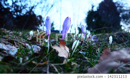 Crocus, genus of seasonal flowering plants in family Iridaceae iris. Saffron crocus sativus. Snow crocus. Naked boys or Naked ladies. Dutch or Common crocus. Forest spring flowers on Zlatibor, Serbia. Crocus, genus of seasonal flowering plants in family Iridaceae iris. Saffron crocus sativus. Snow crocus. Naked boys or Naked ladies. Dutch or Common crocus. Forest spring flowers on Zlatibor, Serbia. 142311213